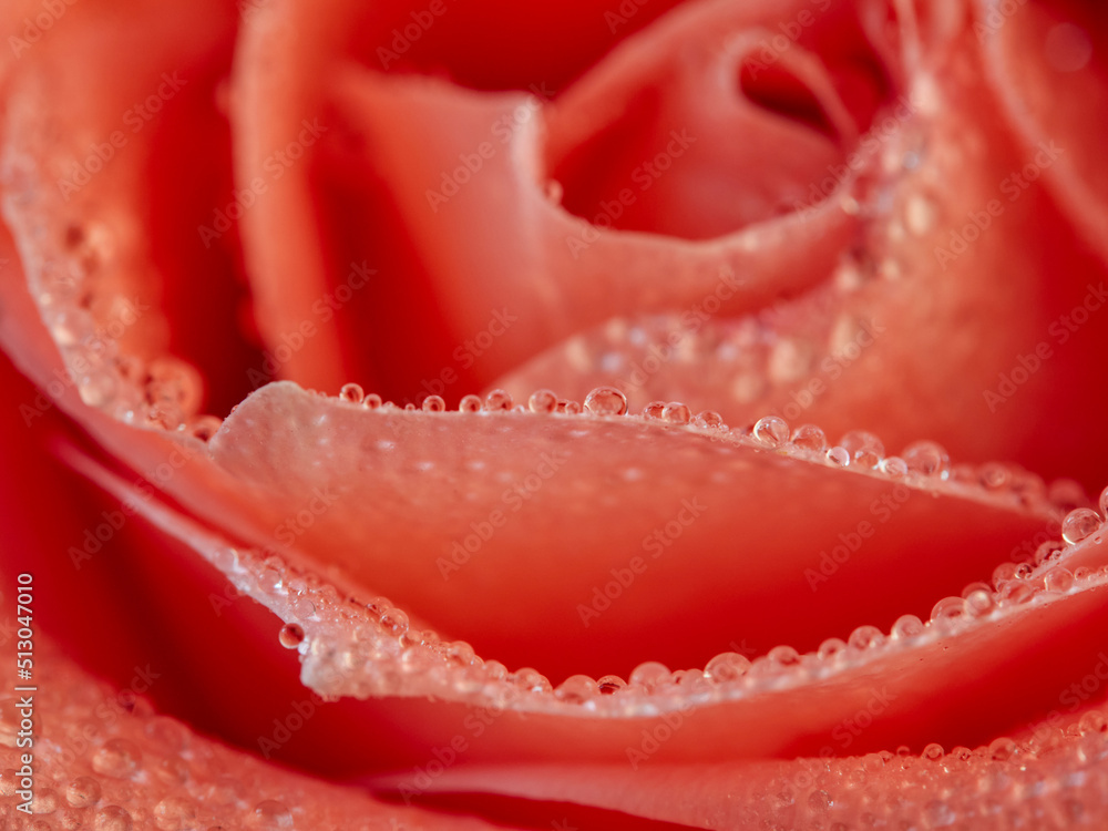 Red rose petals with rain drops closeup. Red Rose. Red rose petals with rain drops closeup. Red Rose.