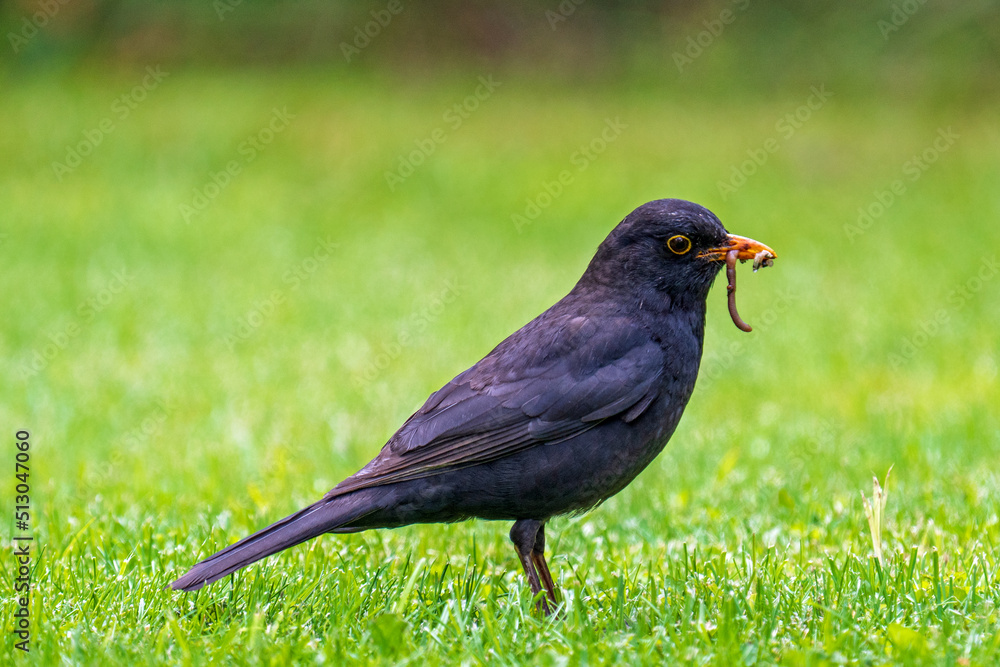 a blackbird, turdus merula, with worm in your beak a blackbird, turdus merula, with worm in your beak