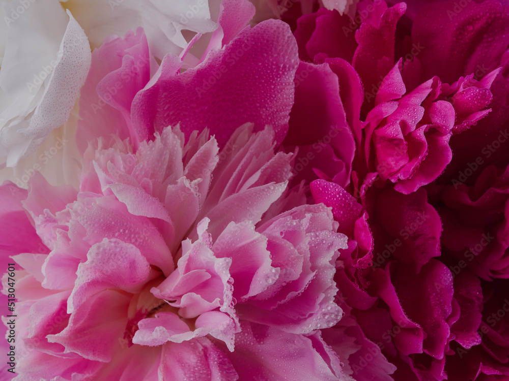 fresh bright blooming peonies flowers with dew drops on petals