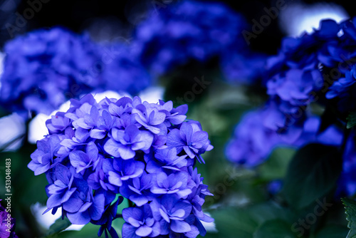 blue flowers in a garden