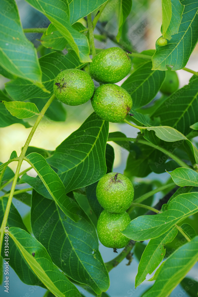 Fototapeta premium Green walnut fruit on a tree with leaves.