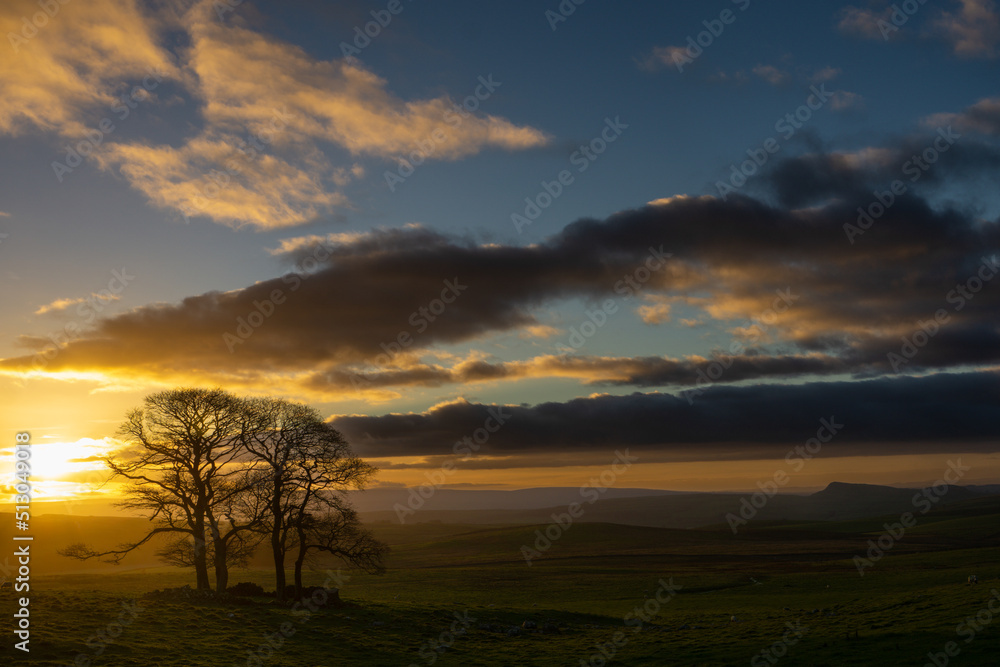 Sunsets over a small group of trees near Settle Yorkshire Dales.