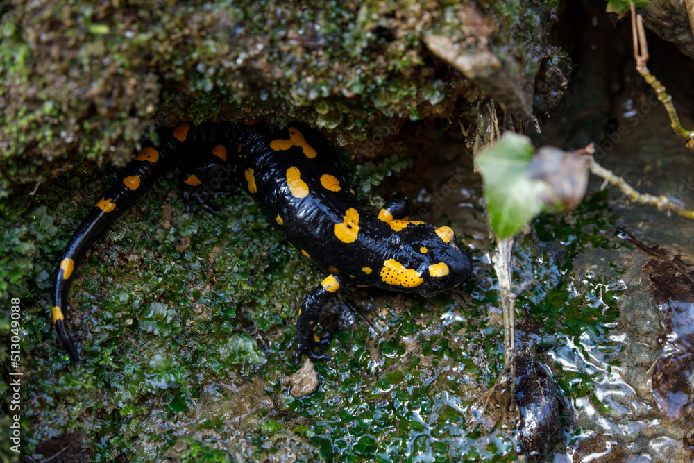 Fototapeta premium European Salamander (Salamndra Salamndra) Close Up from above Slovenia