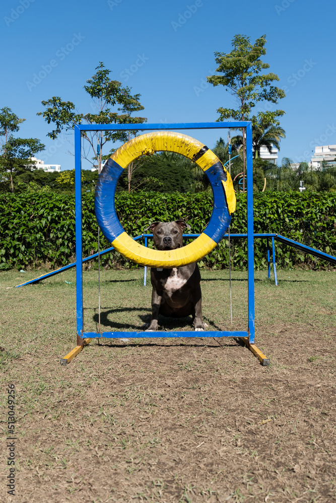 Pit bull dog jumping the obstacles while practicing agility and playing in the dog park. Dog place with toys like a ramp and tire for him to exercise