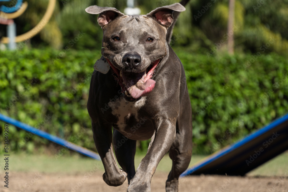 Pit bull dog jumping the obstacles while practicing agility and playing in the dog park. Dog place with toys like a ramp and tire for him to exercise Pit bull dog jumping the obstacles while practicing agility and playing in the dog park. Dog place with toys like a ramp and tire for him to exercise