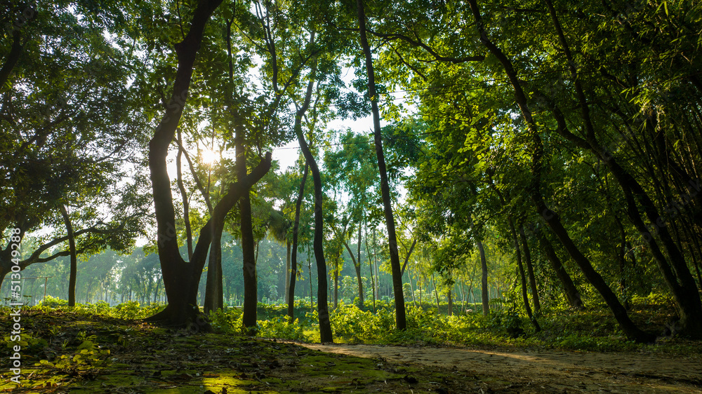 sun rays in the forest sun rays in the forest