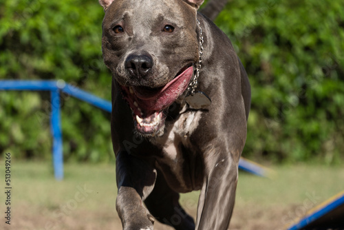 Fototapeta Naklejka Na Ścianę i Meble -  Pit bull dog jumping the obstacles while practicing agility and playing in the dog park. Dog place with toys like a ramp and tire for him to exercise
