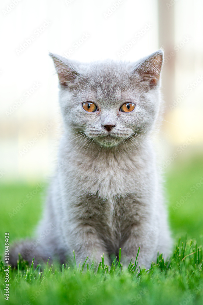 Cute little cat outdoor in grass. Scottish straight kitty. Cute little cat outdoor in grass. Scottish straight kitty.