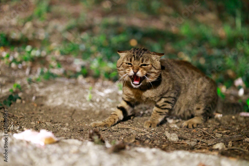 Photography Semi Wild Cat Portrait with No Confidence to Strangers