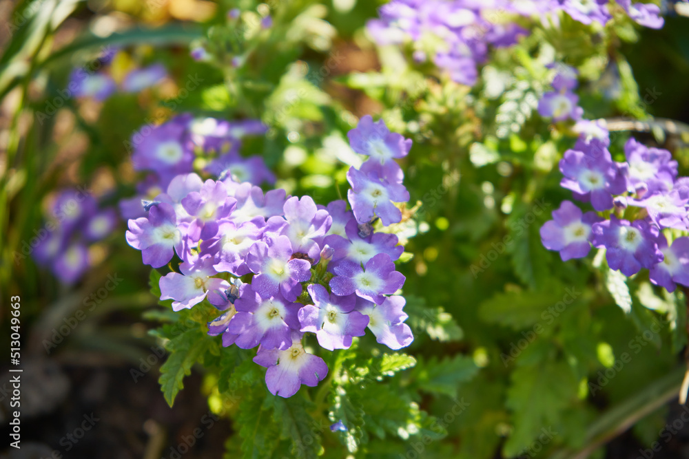 werbena, werbena ogrodowa, Verbena hybrida werbena, werbena ogrodowa, Verbena hybrida