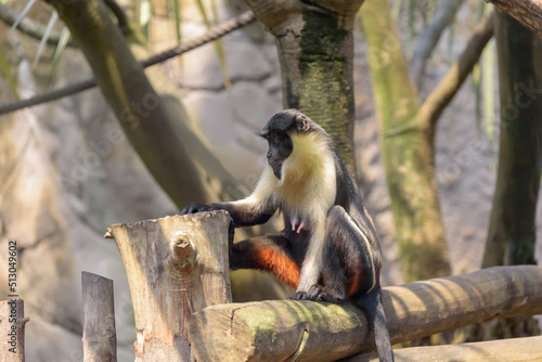 Diana monkey, Cercopithecus diana. Portrait photo