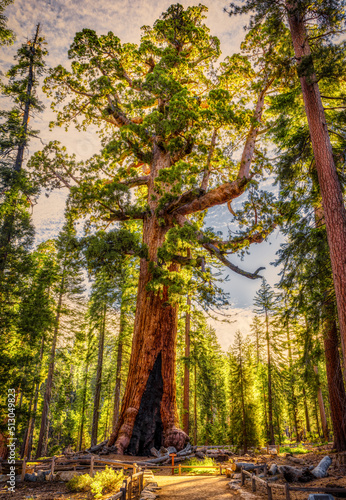 Grizzly Giant Sequoia in Mariposa Grove, Yosemite National Park
