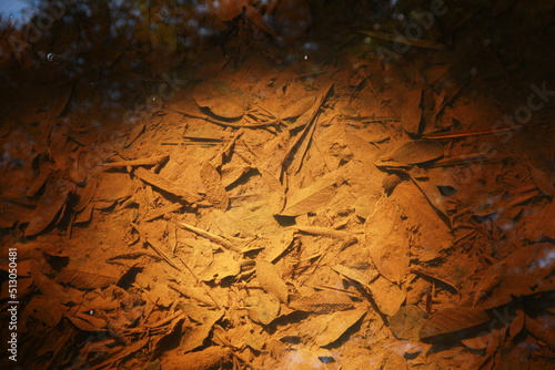 textura folhas no fundo do rio photo