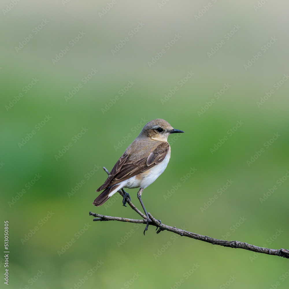 Wheatear or Oenanthe oenanthe sitting stick beautiful background