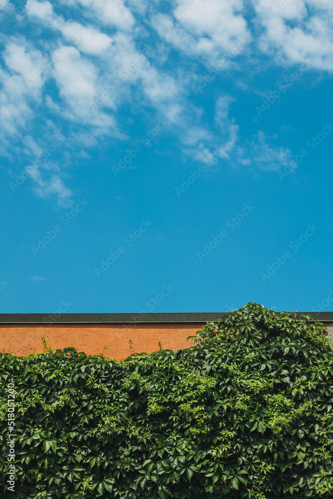 Wall with green leaves and beautiful blue cloudy sky.