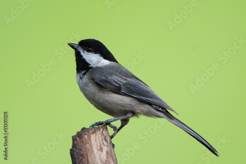 Closeup of a Black-capped Chickadee perched on a branch