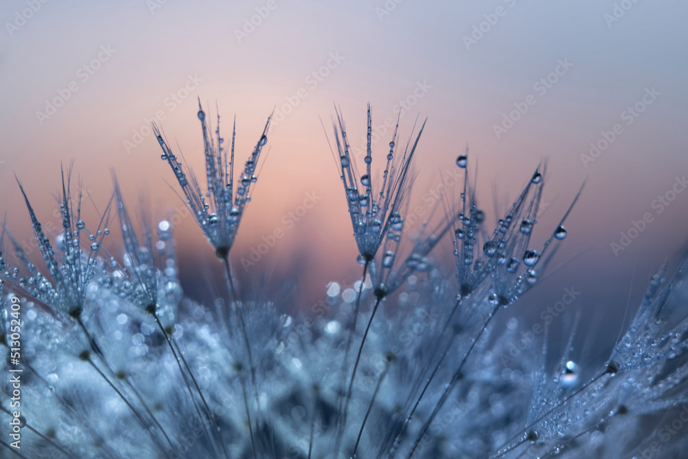 Dandelion at dawn Dandelion at dawn