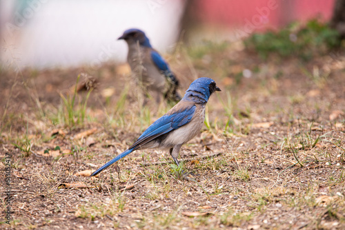 Aves azules