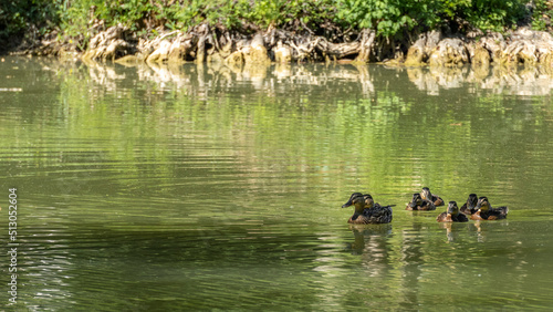 Mother duck and ducklings in line on the lake, scene of life in a green landscape