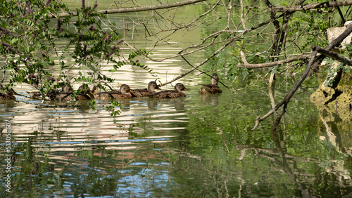 Mother duck and ducklings in line on the lake  scene of life in a green landscape