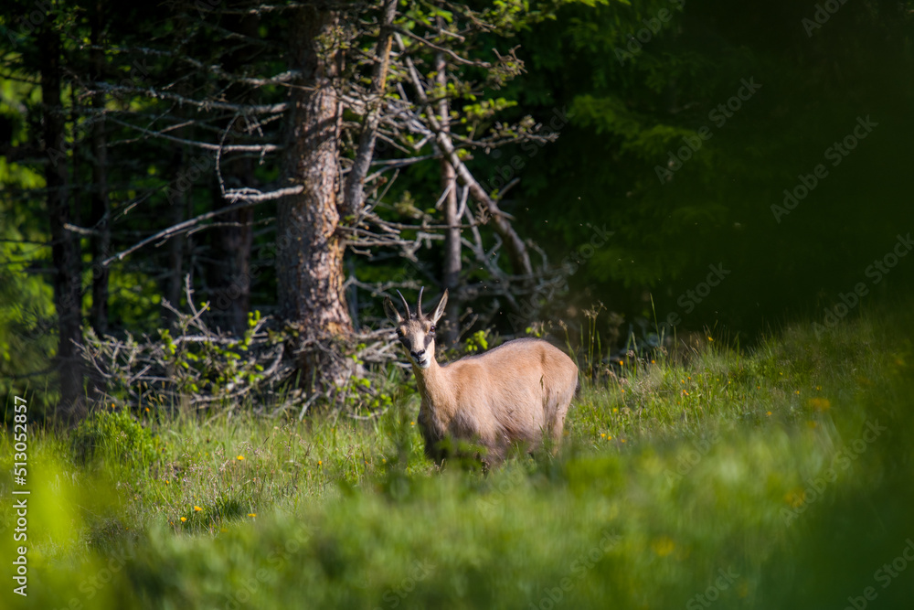 chamois female, rupicapra rupicapra, on the mountains at a sunny morning in summer chamois female, rupicapra rupicapra, on the mountains at a sunny morning in summer