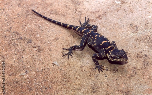 Black lizard with orange spots on its skin