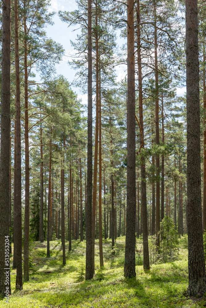 Pine tree forest. Scenic background picture of Scandinavian summer nature. Pine tree forest. Scenic background picture of Scandinavian summer nature.