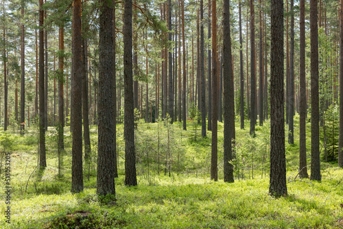 Fototapeta Naklejka Na Ścianę i Meble -  Pine tree forest. Scenic background picture of Scandinavian summer nature.