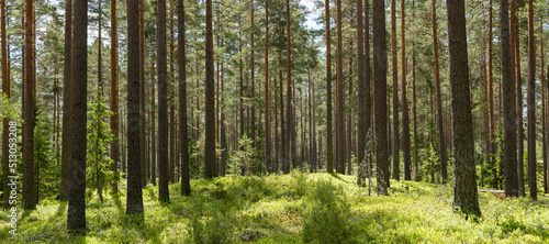 Pine tree forest. Scenic background picture of Scandinavian summer nature.