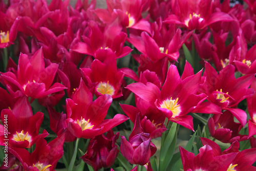 Burgundy tulips in the garden  blurred floral background