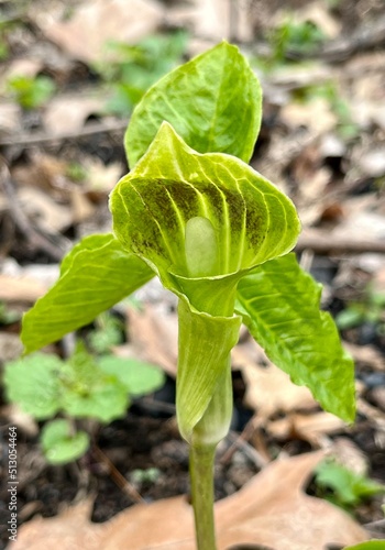 Jack-in-the-Pulpit in the woods photo