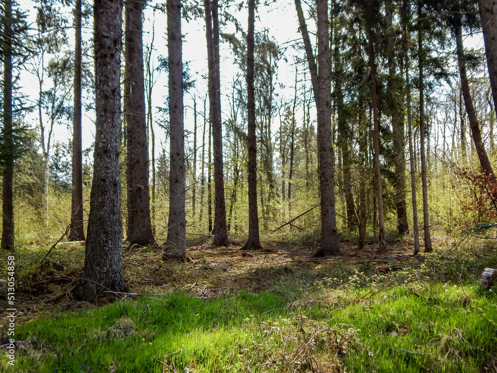 forest in autumn