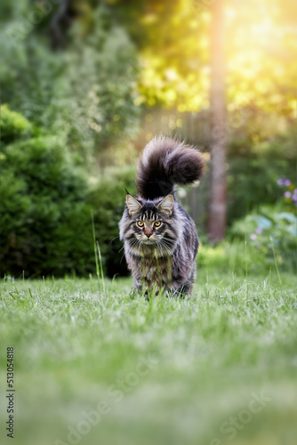 Fototapeta Naklejka Na Ścianę i Meble -  Fluffy Maine Coon cat walks on a green lawn in park and looks at the camera.