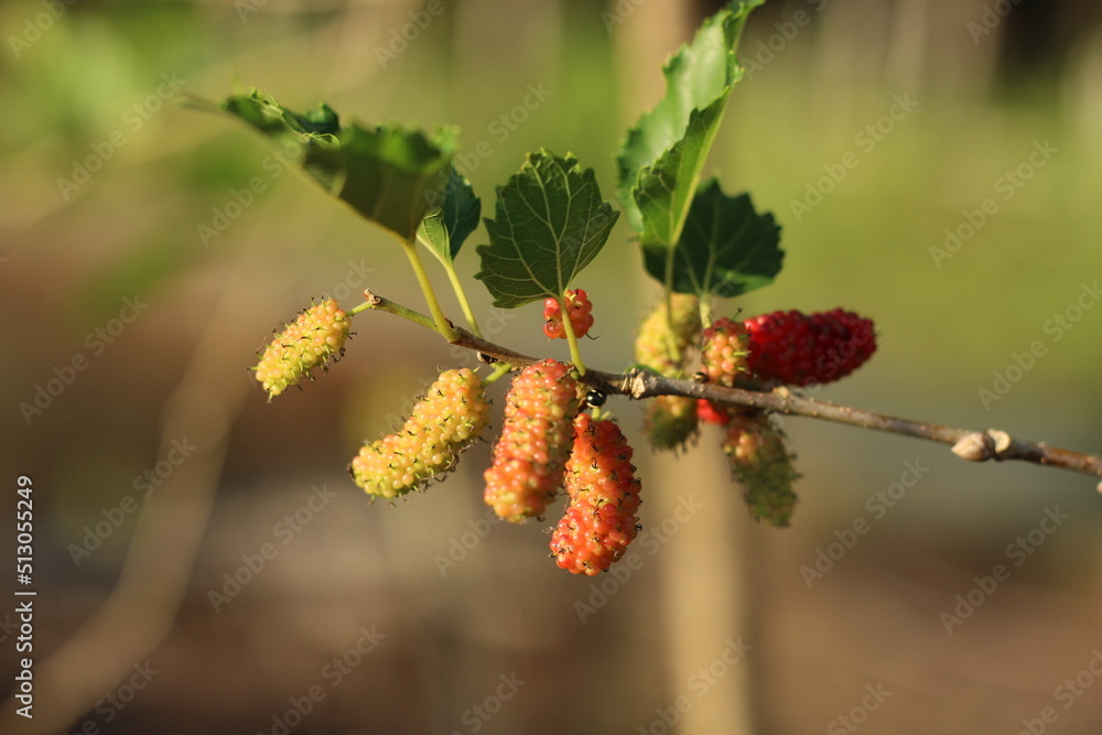 Ripe tropical mulberry or morus alba fruit Ripe tropical mulberry or morus alba fruit