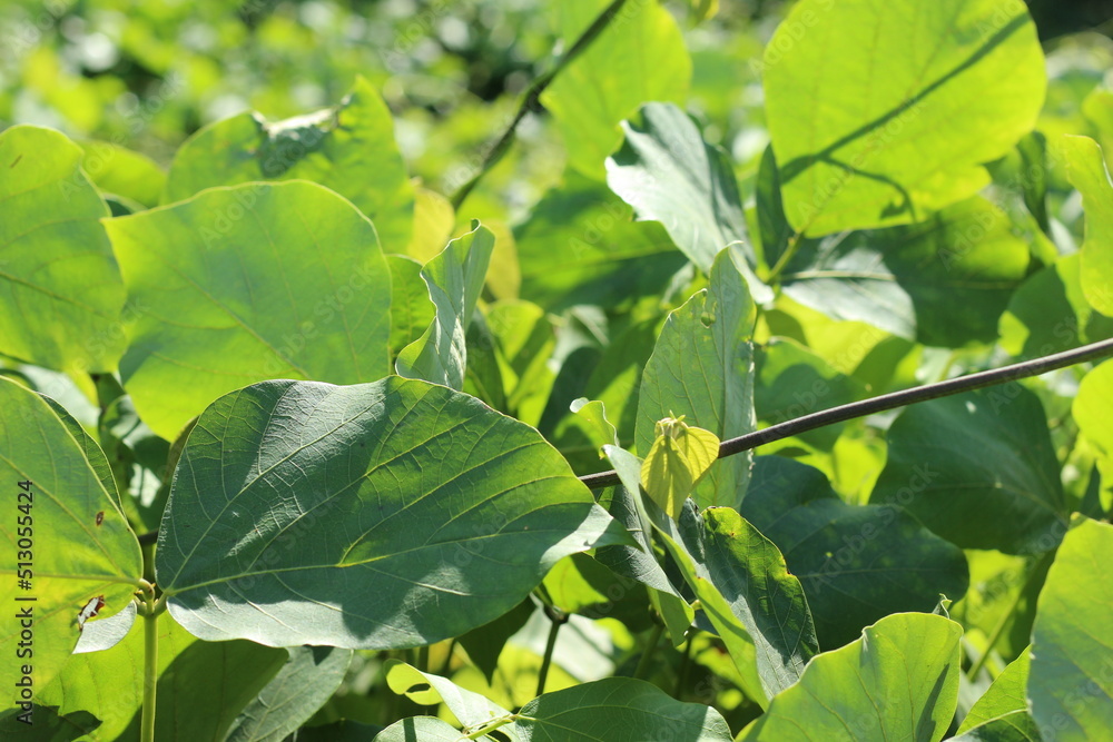 Mucuna bracteata plant Mucuna bracteata plant