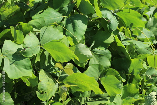 Mucuna bracteata plant photo