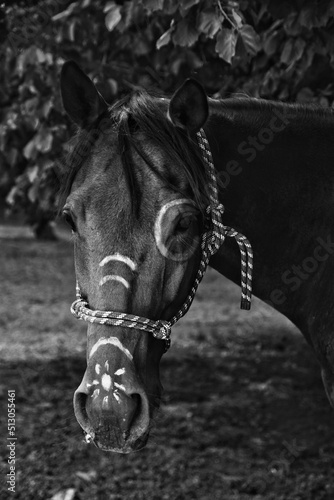 horse in the stable