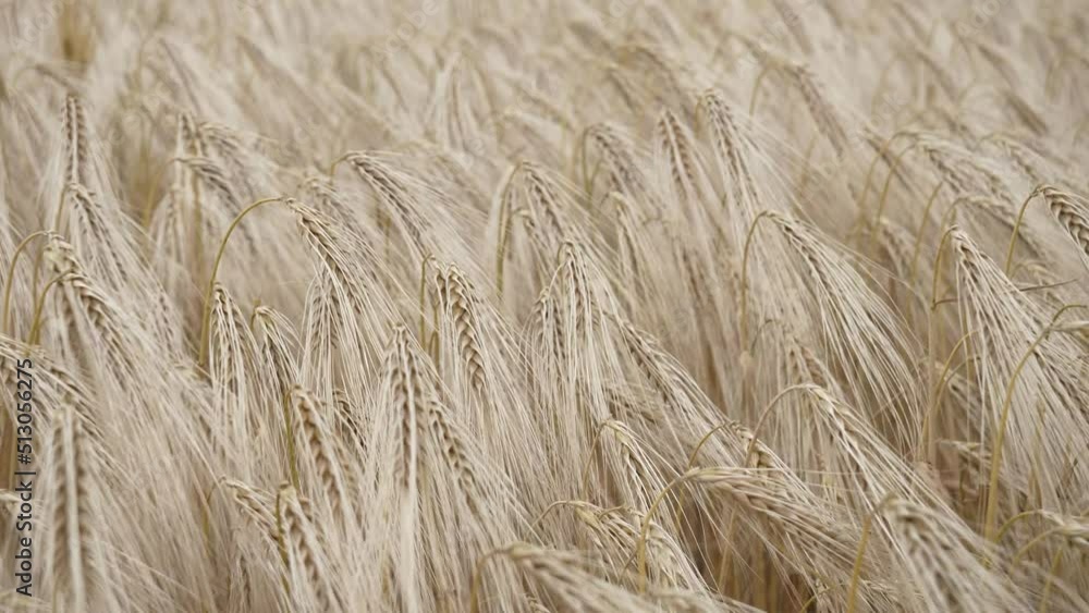 Closeup view on field of ripened wheat against in Ukraine Closeup view on field of ripened wheat against in Ukraine