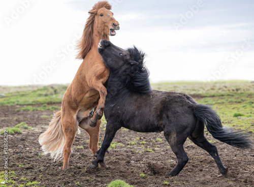 Icelandic horses in a big fights 