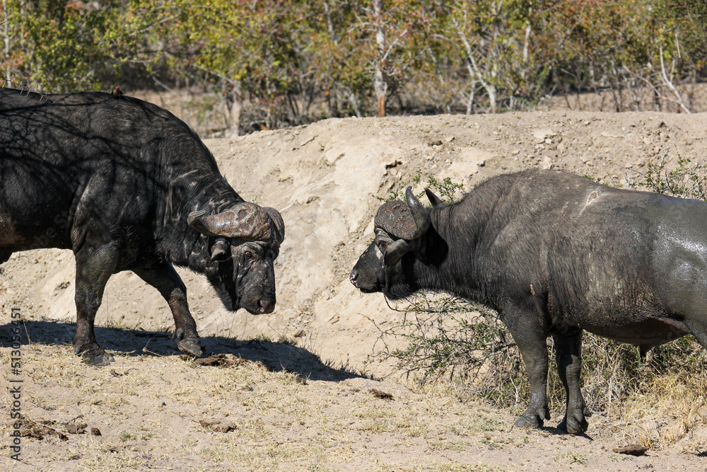 African Buffalo Bull, Kruger National Park, South Africa
