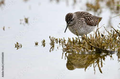 Bruchwasserläufer // Wood sandpiper (Tringa glareola) photo