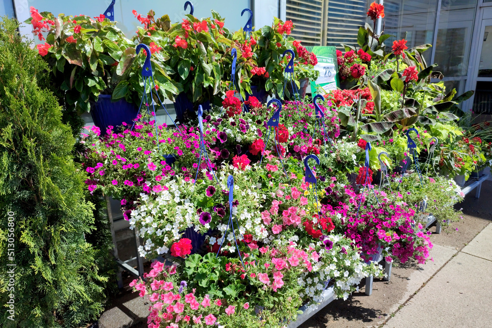 The Garden Centre at the supermarket.  Petunia in a pot. Different plants, flowers, seedlings, fertilizer, garden tool and pots