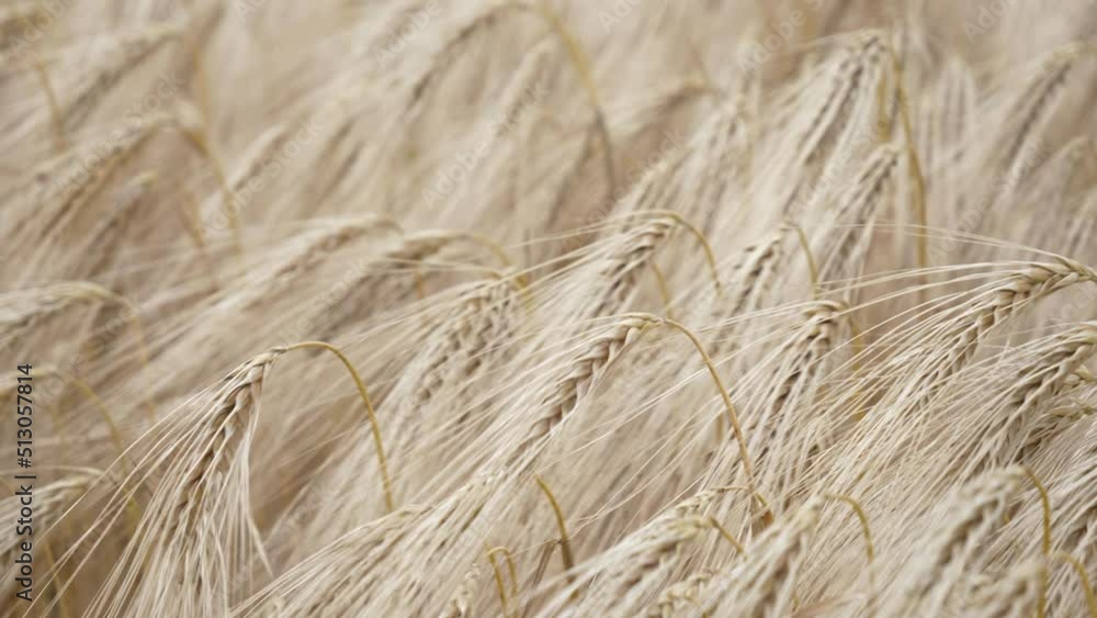 Closeup view on field of ripened wheat against in Ukraine Closeup view on field of ripened wheat against in Ukraine