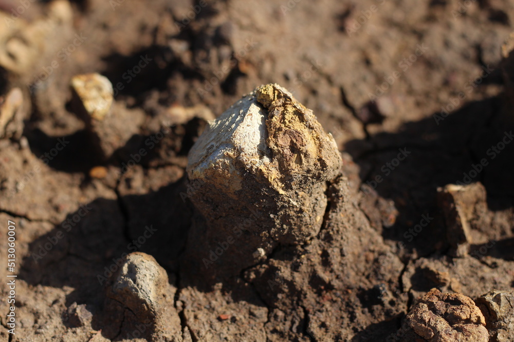 Ancient shell fossils in former coal mine excavations Ancient shell fossils in former coal mine excavations