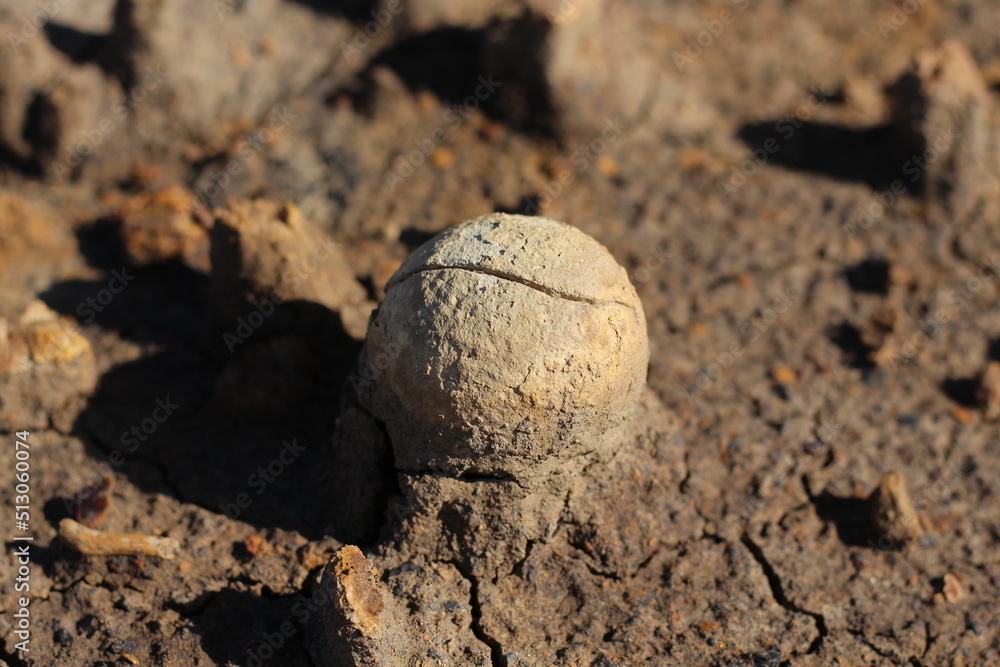 Fossils of a strange ancient marine animal shaped like an egg in a former coal mine excavation in South Kalimantan, Indonesia. Fossils of a strange ancient marine animal shaped like an egg in a former coal mine excavation in South Kalimantan, Indonesia.