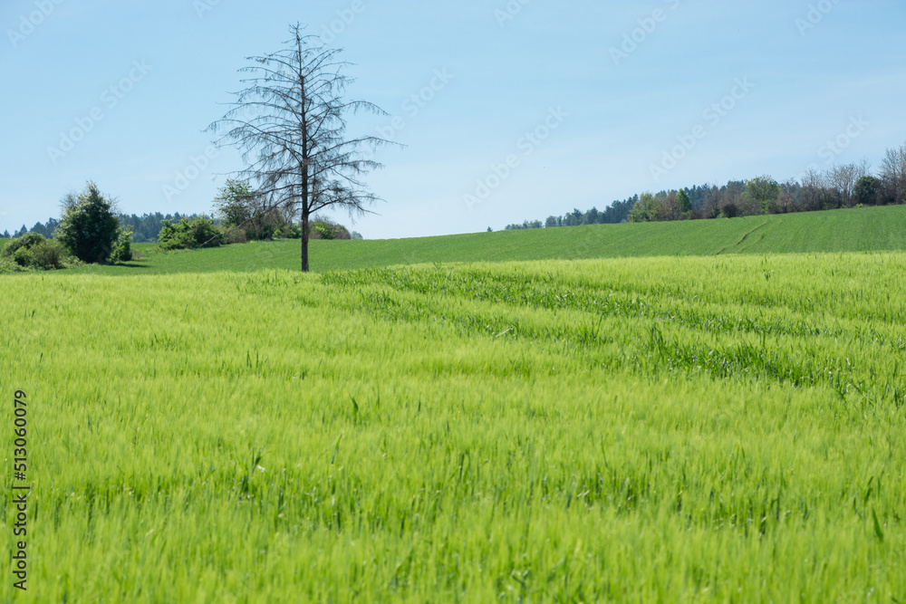 lonely tree in green fields, hilly terrain, blue sky