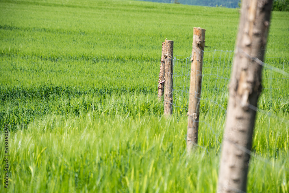 wooden fence in the field
