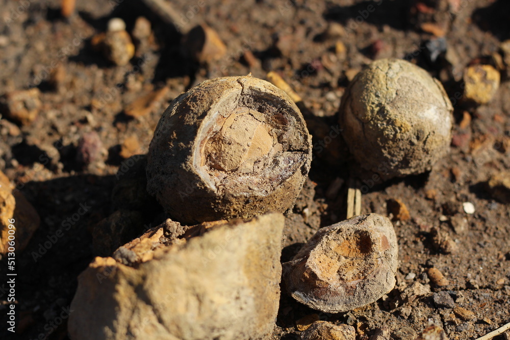 Fossils of a strange ancient marine animal shaped like an egg in a former coal mine excavation in South Kalimantan, Indonesia. Fossils of a strange ancient marine animal shaped like an egg in a former coal mine excavation in South Kalimantan, Indonesia.