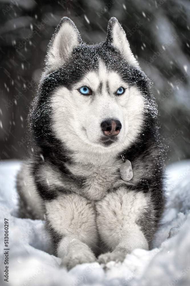 Cute siberian husky dog lies on the snow in winter forest