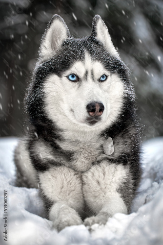 Cute siberian husky dog lies on the snow in winter forest © Konstantin
